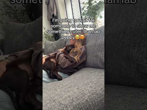 She is the most precious chocolate lab 🤎#doglife #dogmom #chocolatelabrador #labradorpuppy #fyp