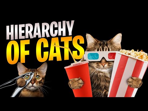 The Hierarchy Of Cats Guide For Everyone!! Episode 6