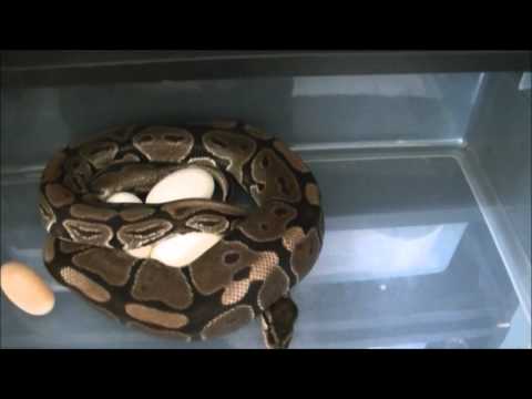 Ball Python Eggs Clutch #2-2013
