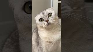 When Kitty's gift flew away in the air #youtubeshorts #viralshort