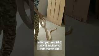 Aun Muhammad's Amazing Python Collection | Wild Life Enthusiast