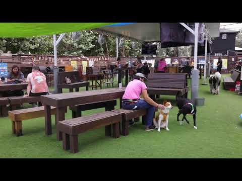 Check out the Dog Bar in St. Pete!