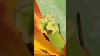 High Salary Country In The World #highsalary #workvisa  @azizukvlog