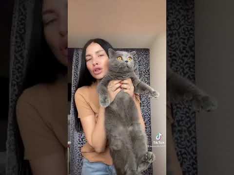 Big Funny Cat #shorts #shortvideo #tiktok