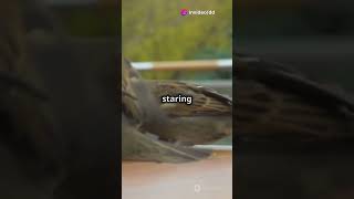 Birds vs  Squirrels- Who Wins ? 🐦#BirdsVsSquirrels, #WildlifeShowdown, #NatureComedy, #FeathersVsFur