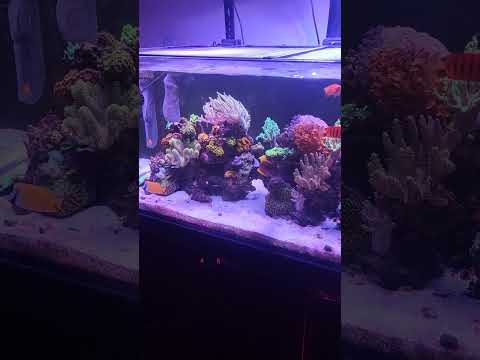 a video of tank 7/25