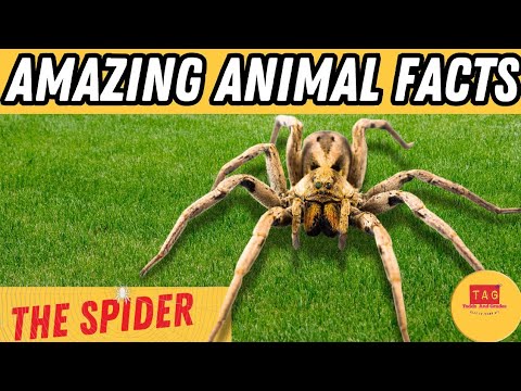 The Amazing Spider |Fun Facts for Kids| Animal facts #amazingfacts