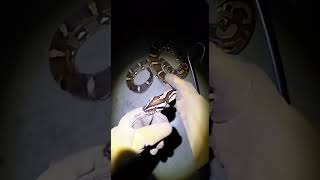 🐍🔥 Python Bites My Hand! POV #SnakeBite #Python