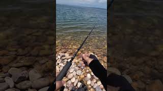 Unique Fish Pong Dam in Himachal Pradesh Distt Kangra #fishing #kangra #pongdam #himachal #kangra
