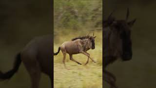 Gnu running in the savannah #nature #wildlife #gnu #run #savannah #beautiful #wonderful #wow HA56987