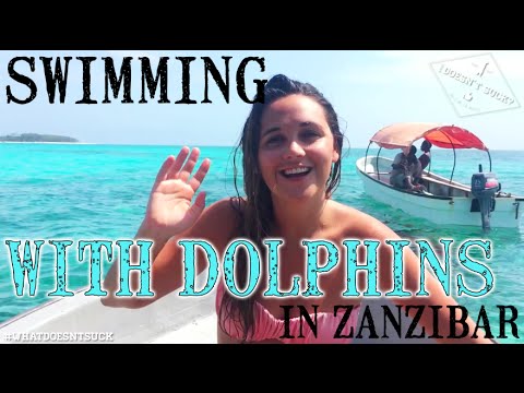 Swimming with Wild Dolphins in Zanzibar