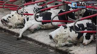 Mark & Caroline Davies  | New House Farm  | EASYFIX Dairy Housing Solutions