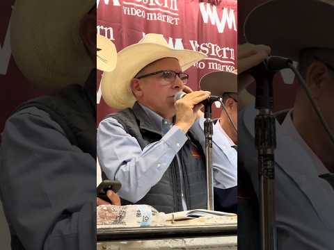 Western Video Market Auction - May 1, 2025 #livestockauction #wvm #westernvideomarket