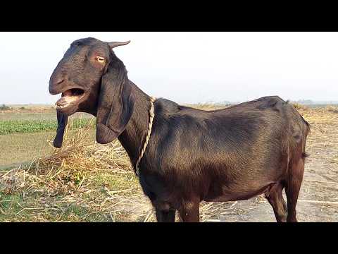 Bakri Ki Awaaz Aur Goat Sounds | Realistic Goat Voice from Rural Village, Jan 2026