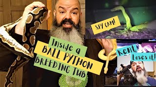 Ball Pythons Breeding - spy cam, genetics, courting