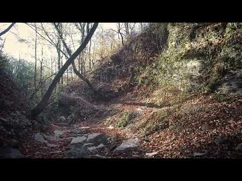 Deep In The Forest Meditation Relaxing Music with Birds Singing