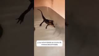 He rescued a baby crocodile and changed its life 🐊❤️ #viralshorts #animals #love #animals