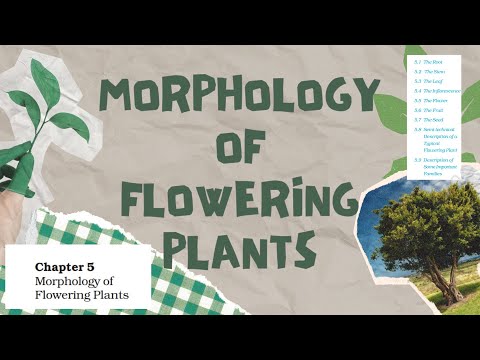 🌿 Morphology of Flowering Plants | Class 11 Biology | CBSE NCERT Explained 📚| PART-3 | NEET