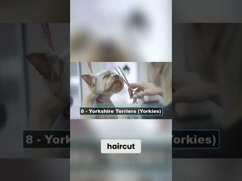 Yorkie Secrets: Grooming, Training, and Watchdog Truths REVEALED!