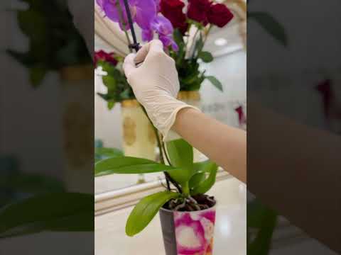 Orxideyaya necə qulluq etməliyik? Yeni orxideya alanlar mütləq izləsin. Orkide bakım videosu