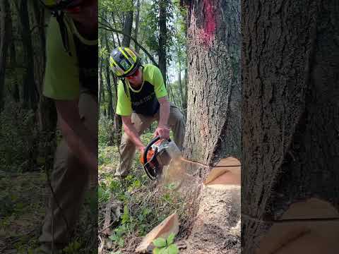 Stihl 400c logging some locust #arborist #chainsaw #logging #lumberjack #shorts