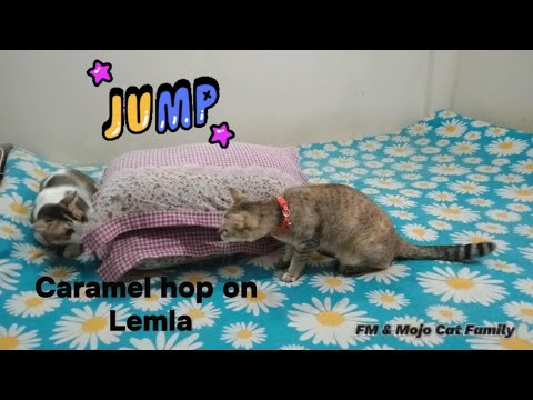 Caramel hop on Lemla 😂😂😂