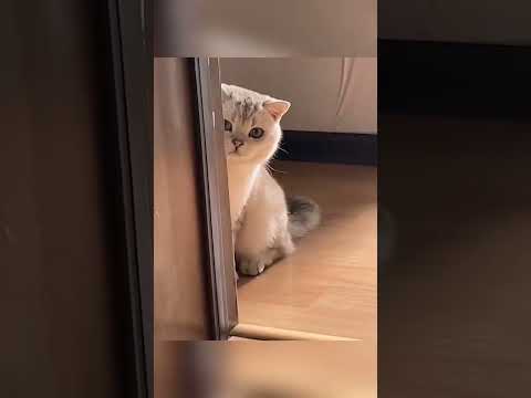 funny kittens🎬✨#SnappyWorld #Shorts #Kittens #CuteCats #FunnyKittens#Cat#Meow#meo#viral#meocon#funny