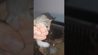 Some of the "micro" animals in my care
