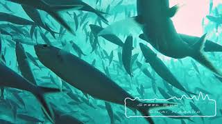 [Full] Speed Run - #ElectroJazz #Trackmake