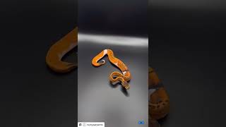 Pinstripe Pied Ball Python 💛 #ballpythonmorph #piebald #piebaldballpython