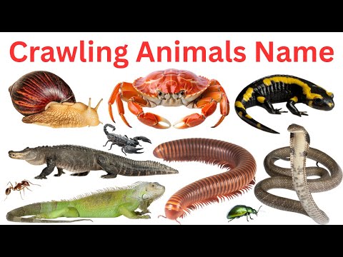 Crawling Animals Name for Kids | Learn Insects  Bugs And Reptiles in English