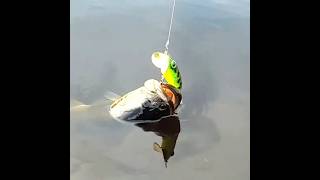 Making a Classic Jitterbug Lure by Hand      #fishing #handmadelure