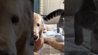 Heartwarming moments of cats and dogs playing together #Cats #Dog #petAdventures