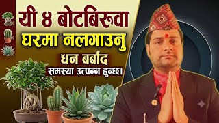 यस्ता ४ धन नास गर्ने बिरुवा ,घर आगन मा कहिले नलगाउनु।,घर को सह जान्छ।