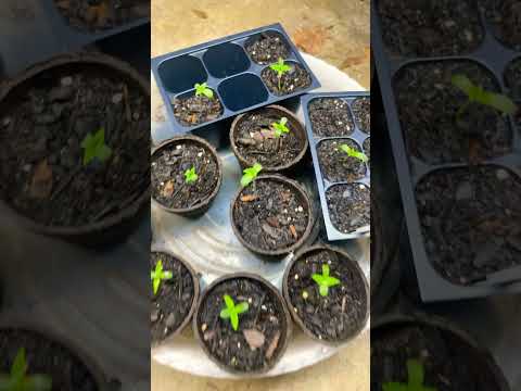 Grow update pt?? #cannabisdaily #backwoods #autoflower #outdoor grow #veg #gas #maryjane #thc