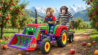 Monkey Nana and JCB Tractor Excavator to Harvest Oranges and Catch a Sneaky Thief on the Farm!
