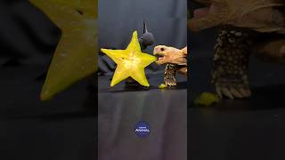 ASMR Mukbang Eating Star Fruit ⭐ Turtle Tortoise