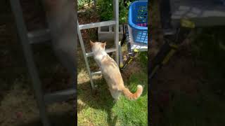 Cat Helps Pick Plums #Flametip ￼Siamese #cute #cuteanimal #catvideos
