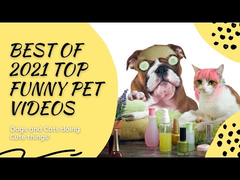 Best Of 2021 Top Funny Pet Videos