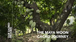 Our Sacred Porcess The Maya Moon Cacao Journey