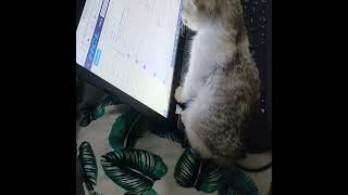 The software cat