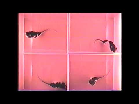 Rat Control Observations