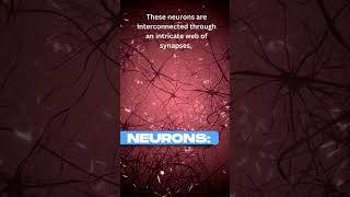 What Are Neurons and How Do They Work? #neurons #nervoussystem #brain