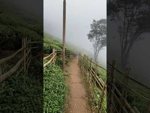 Nature 🌿🌱🌳 #love #song #travel #nature #mountains #bikeride #darjeeling #india #sikkim #teagarden