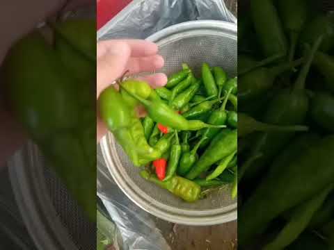 omg these are from my home garden😣💕 #viral #ytshorts #aesthetic