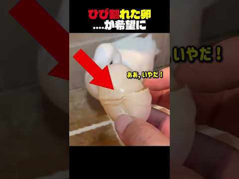 ひび割れた卵....が希望に
