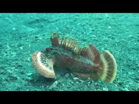 lembeh strait (Indonesia) Best Muck Diving in the World.