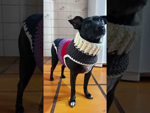 Roupa de crochê para cachorro #roupapet #inverno #tricot #crochet #pets
