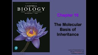 Chapter 16: The Molecular Basis of Inheritance