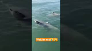 “Dolphin vibes only 🌊🐬 #OceanMagic” #shorts #youtubeshorts #viral
